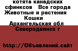 котята канадских сфинксов - Все города Животные и растения » Кошки   . Архангельская обл.,Северодвинск г.